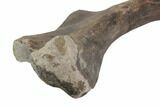 Hadrosaur (Hypacrosaur) Humerus with Metal Stand - Montana #145229-7